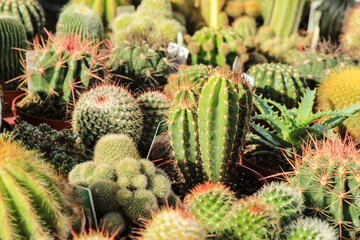 Obraz premium Pots of different kind of cactus for sale