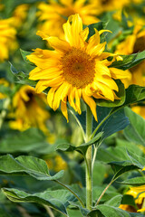 Fototapeta premium Sunflower flower closeup on a blurred background. Blooming plant