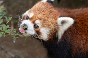 レッサーパンダ