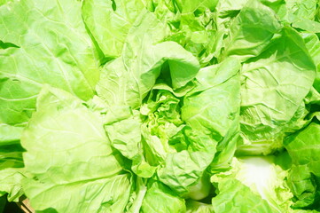 Fototapeta premium Close up of cabbage