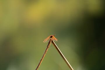 Dragonfly