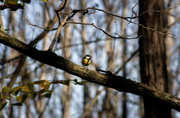 Parus Major