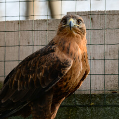steppe buzzard of a number of falcons, a Red Book bird that lives in mountainous and steppe areas.