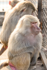 baboon hamadryad in the zoo, the life of an animal in captivity.
