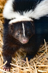 A skunk is a resident of a zoo, an animal that emits an unpleasant odor when it senses danger.