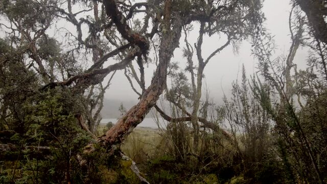 Cloud forest and vegetation, steady cam