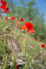 Red poppy flowers blooming among green grass in summer