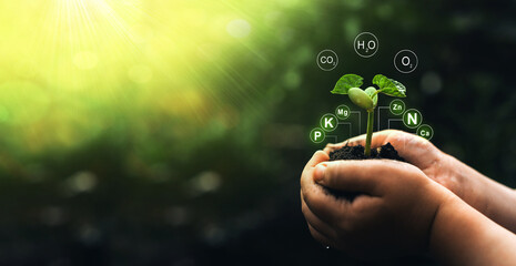 Fototapeta na wymiar Fertilization and the role of nutrients in plant life. Bean plant in hand on sunny background with digital mineral nutrients icon.Factors necessary for the process of plant growth and development.