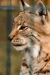 Obraz premium Turkestan lynx in the zoo, a beautiful predator.