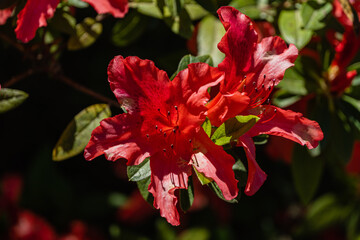 Obraz premium Bright red Rhododendron Azalea on blurred background of green leaves. Selective focus. Colorful inflorescences of rhododendron close-up. Arboretum 