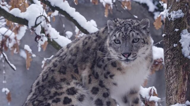 Snow leopard observes the surroundings in winter.