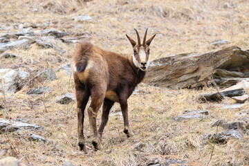 Camoscio nel parco nazionale del Gran Paradiso