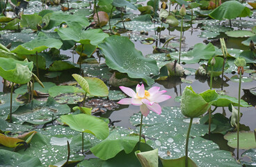 Lotus lake and one pink lotus flower