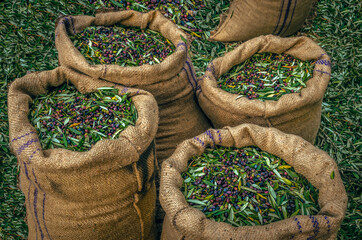 Sacks filled with freshly harvested olives.