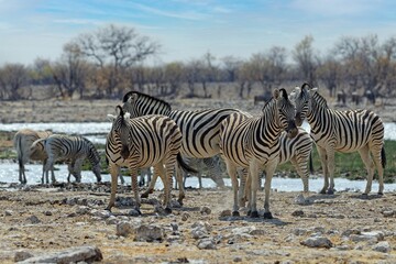 Fototapeta na wymiar Zebras in Rietfontein