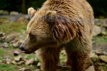 Natural National Park of Ukraine Synevyrska Polyana and its inhabitants are brown bears.