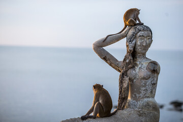 The background of monkeys, monkeys, food lovers, blurred backgrounds, which come from the swiftness of wildlife, often seen in mountains, zoos, or tourist attractions.