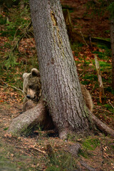 Fototapeta premium Great forest bear hunter on a walk, hunting and searching for food.