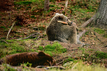 Brown bear playing in the woods with a wooden stick.