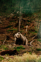 A brown bear in the mountains holds a stick in its paws, active recreation of animals in the forest, a large and formidable mammal.
