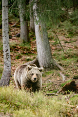 Fototapeta premium Brown bears of the rehabilitation center in Ukraine, rest of two bears, predators in nature.