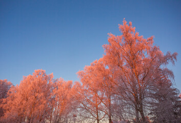 Cold winter morning with red sunlight and frost cover on the trees, extremely cold winter conditions