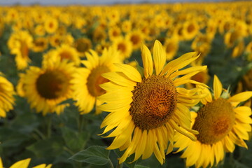 Fototapeta premium sunflowers in the field