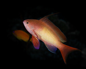 Anthias, , Egypt, Red Sea