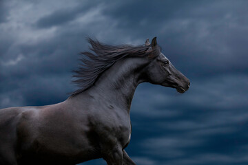 Black elegance Arabian horse gallops on stormy sky. Horse portrait closeup runs on dark blue...