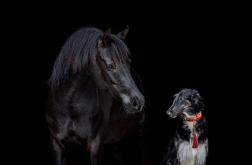 Obraz na płótnie Canvas Arabian horse and Russian Wolfhound dog isolated on black background. Portrait of black dog and black horse standing together on black background.