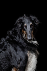 Russian Wolfhound dog head isolated closeup on black background. Elegance portrait of black big dog on dark background.