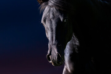 Portrait of Arabian horse looking forward on storm dark background. Head of horse closeup gallops...