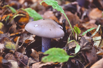 mushroom ryadovka purple in the grass close-up, mushroom close-up in the forest