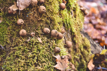 mushrooms raincoats on a stump closeup, mushroom closeup in the forest