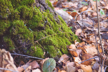 mushrooms raincoats on a stump closeup, mushroom closeup in the forest