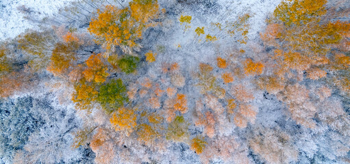 First snow fell on autumn forest, cold storm under yellow foliage. Banner Aerial top view drone