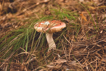 oiler mushroom in the grass close-up, mushroom close-up in the forest