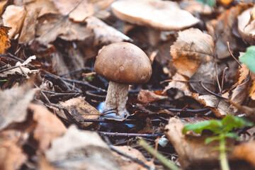 oiler mushroom in the grass close-up, mushroom close-up in the forest