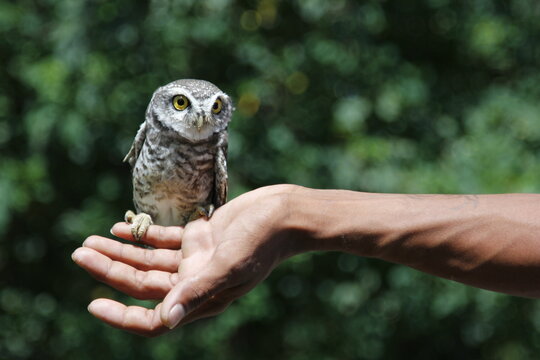 intrigante petite chouette