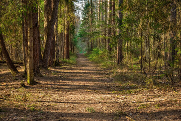 path in a pine forest, a walk in the forest