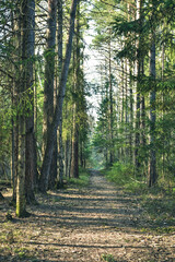 path in a pine forest, a walk in the forest