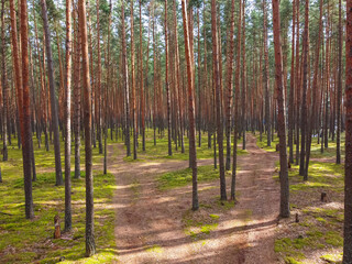 Obraz premium pine forest, walk in the forest, tree trunks