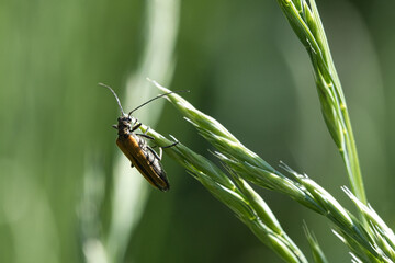 crawling beetle on a flower in macro photography.