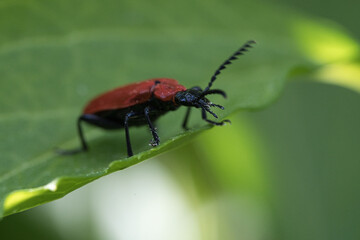 crawling beetle on a flower in macro photography.