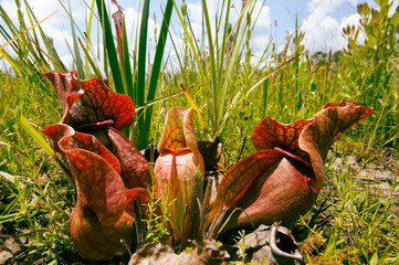 Purple pitcher plant (Sarracenia purpurea), natural habitat, USA - obrazy, fototapety, plakaty