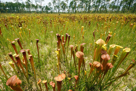 Large field of Sarracenia alata, the pale pitcher plant, in longleaf pine savanna, Mississippi, USA