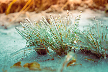 Naklejka na ściany i meble Icy grass in winter after freezing rain. Nature winter background