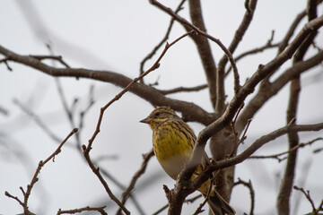 Black-faced bunting perching on a branch