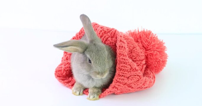 Cute lovely funny grey rabbit in pink knitting hat on white background. Winter lifestyle Baby new born bunny easter rabbit running around, sniffing, looking around, on white background. 