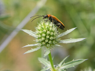 crawling beetle on a flower in macro photography.